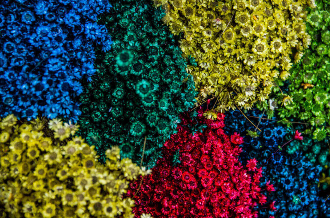 Multicolored flowers image